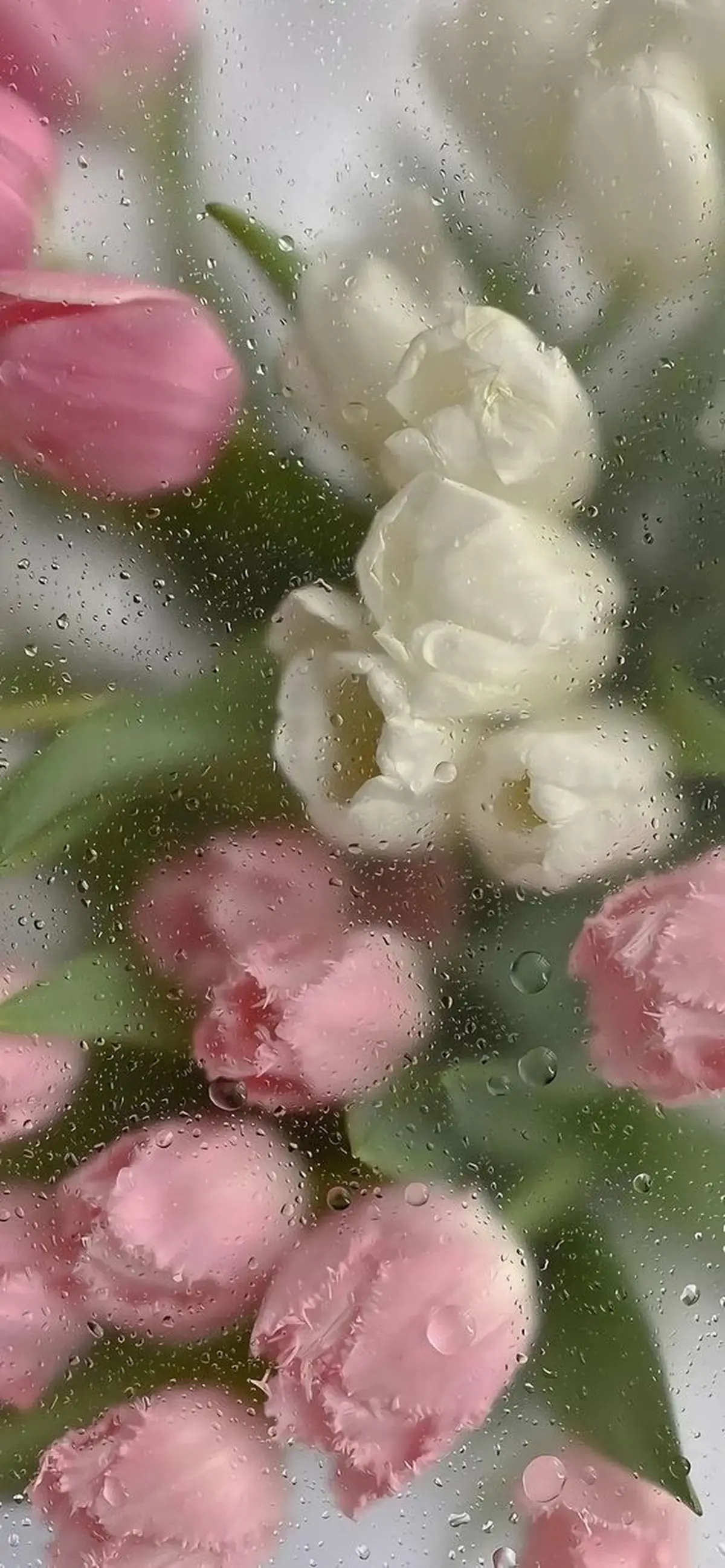 عکس تصویر زمینه دخترانه جدید