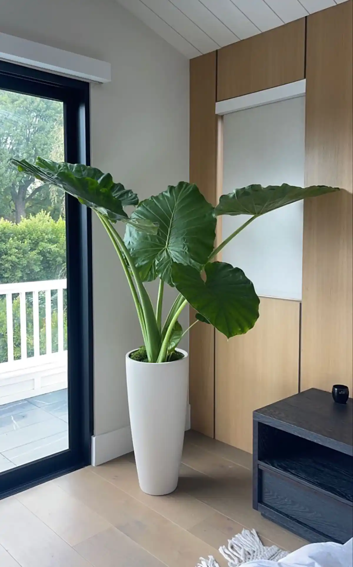 گل طبیعی بزرگ برای پذیرایی